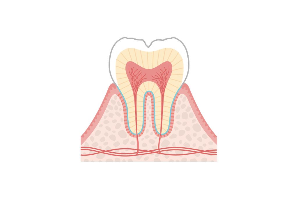 C2（エナメル質～象牙質）