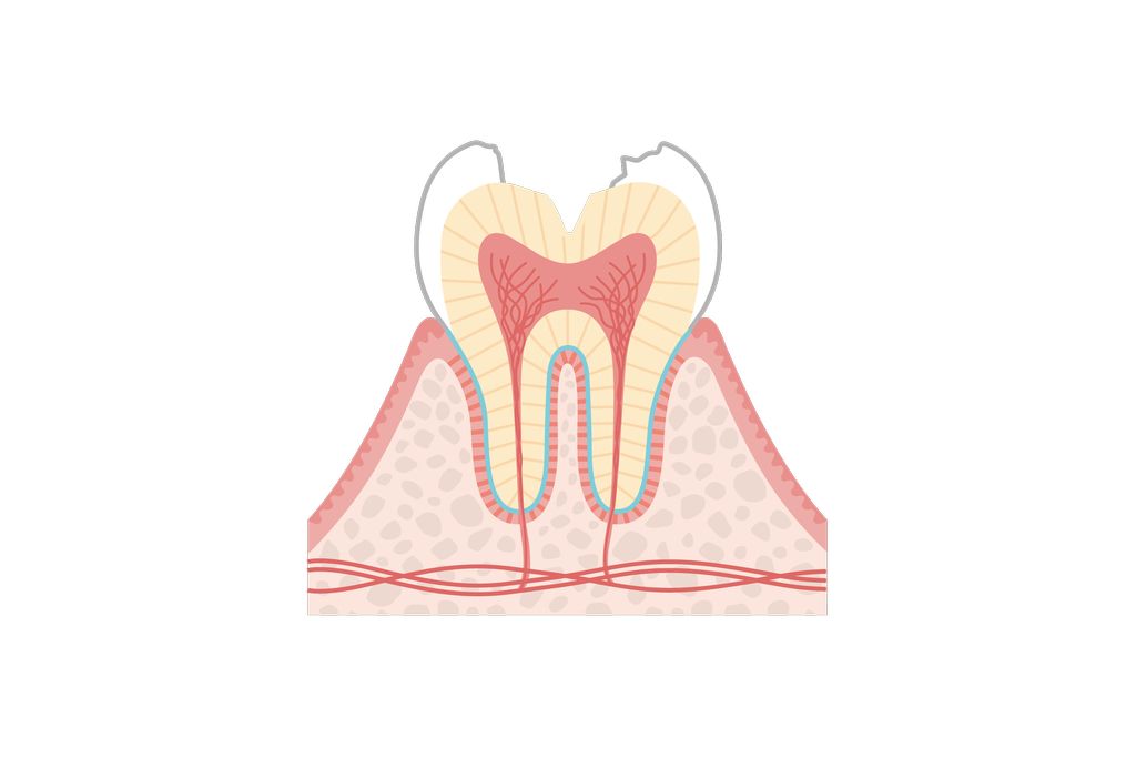 C3（神経に到達）
